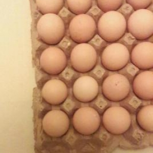Brama toyuqlarının yumurtası 1.50 qepik  mayalı bakıda