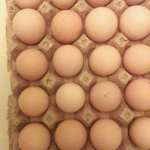 Brama toyuqlarının yumurtası 2 manat  mayalı