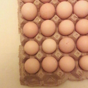 Brama toyuqlarının yumurtası 2 manat  mayalı