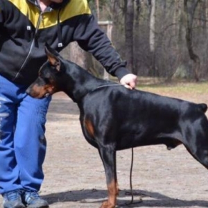 Radaslovonnu Doberman. Şəkildəki bala Dobermanın Sifarişi mümkündür. S