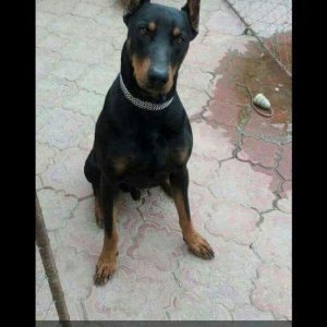 Doberman erkekdi.1 yaw 4 ayliq saglamdir.Temiz cinsdir qatiwigi yoxdur