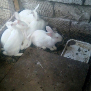 6 ədəd dovşan satılır böyük dovşanlardı