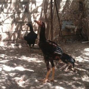 Temiz heyratl xoruzu. fereler.3. 4 ayllq bece ve fereler her qiymete