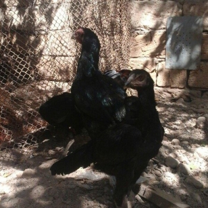 Temiz heyratl xoruzu. fereler.3. 4 ayllq bece ve fereler her qiymete