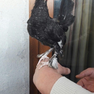 Təmiz yaponka xoruzlar  satılır 5 aylıq və 3 aylıq