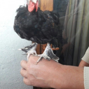 Təmiz yaponka xoruzlar  satılır 5 aylıq və 3 aylıq