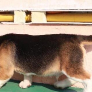 Sifarişlə bala beagle