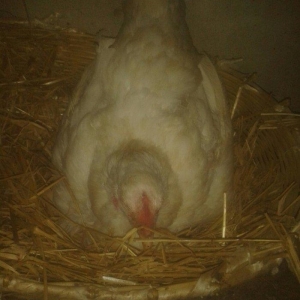 Satiram 3nundu oturub kurt  qesey yeke toyugdu qiymetide 40manatdi  ku