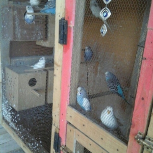 kut satram     Tergidirem 25 dene olar belkede coxdu saymamisam 1-ri