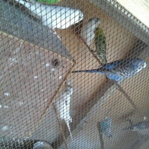 kut satram     Tergidirem 25 dene olar belkede coxdu saymamisam 1-ri