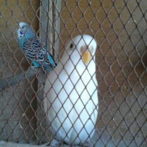 kut satram     Tergidirem 25 dene olar belkede coxdu saymamisam 1-ri