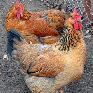 Tam mayali serbirst ve kulcinka kend toyuqlarinin yumurtasi. Qiymeti 3