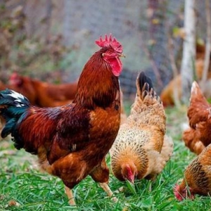 Tam mayali serbirst ve kulcinka kend toyuqlarinin yumurtasi. Qiymeti 3