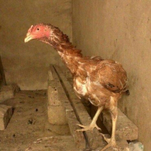 heyrəti xoruz satılır qiyməti deyerinnənən aşağı satılır 1 ədəd qaldığ