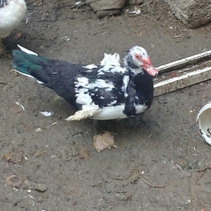 Lal ördək satılır erkəkdir 1 ədəd qalıb qiyməti 20 AZN