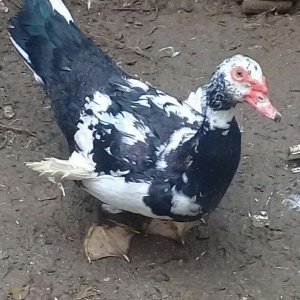 Lal ördək satılır erkəkdir 1 ədəd qalıb qiyməti 20 AZN