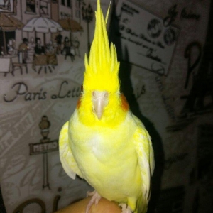 bir cut karella satiram biri erkek obri disidir .erkek ele oyrenib .ci