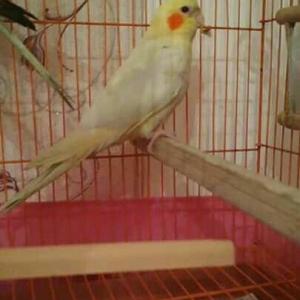 bir cut karella satiram biri erkek obri disidir .erkek ele oyrenib .ci