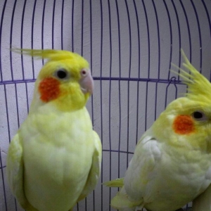 bir cut karella satiram biri erkek obri disidir .erkek ele oyrenib .ci