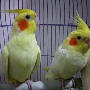 bir cut karella satiram biri erkek obri disidir .erkek ele oyrenib .ci