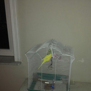 Papuqay  satilir. Erkek. Cox saglam qusdur. Qəfəs, yuvasi, yemi, duzu,