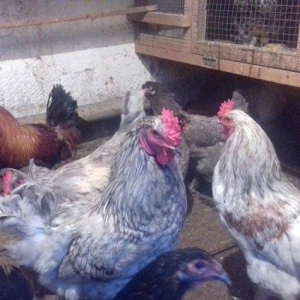 Brama xoruzu 50 azn ve feresi 40 azn  cemisi 10 ed