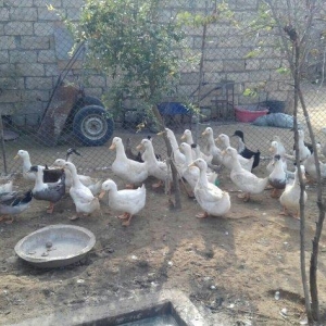 Kuban ördeyleri. Zirededi. Tam saglamdir. Adim pe