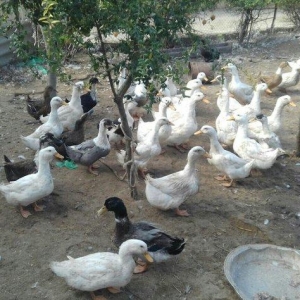 Kuban ördeyleri. Zirededi. Tam saglamdir. Adim pervizdi. Cekileri 4  k