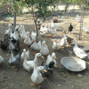 Kuban ördeyleri. Zirededi. Tam saglamdir. Adim pervizdi. Cekileri 4  k