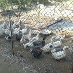 Kuban ördeyleri. Zirededi. Tam saglamdir. Adim pervizdi. Cekileri 4  k