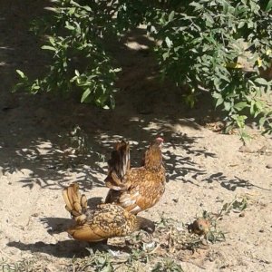 4 ay yarimliq bir cut qizili sbraytlar butun baksinleri olunub qurd de