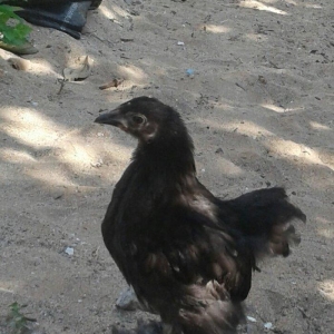 brama black feresi 3 ayliqdi temiz cinsdi.ayaqlarinin tukleri hedden a