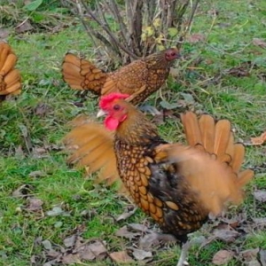 Damazliqlar satilir 3 fere 1 xoruz 250 azn
Yumurtasi 3 azn