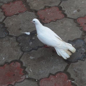 salam 18 tuk maya satram eyagi cilpaq  qirmizi eyagdi hundur stoykali