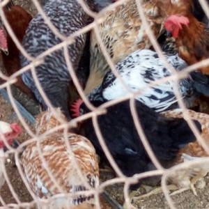 Ela cixiw verir ozum ygmiwam. Xaladelnikden. Wekilde gorduyunuz cucele