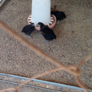 Ela cixiw verir ozum ygmiwam. Xaladelnikden. Wekilde gorduyunuz cucele