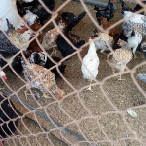 Ela cixiw verir ozum ygmiwam. Xaladelnikden. Wekilde gorduyunuz cucele