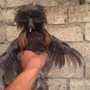 Rahibe 5ayliqdi cutdu 50AZN.
ponpon ayemcemi ile qariwiqdi 5 ayliqdi