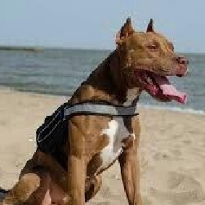 Bag evlerinde doyush itlerine (avcharka, pitbull, rottweiler, cana cou