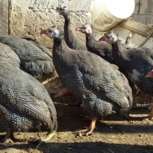 Firəng satıram 4,5 aylıq cütü 25 manata unvan