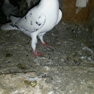 17 tuk qarabas maya cute düşmeye hazırdı oynagi var tutulmadi ciddi al