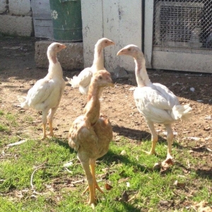 4 ayliq cox doyuwken ag heyrati cuceler satilir ata analari wekilde go