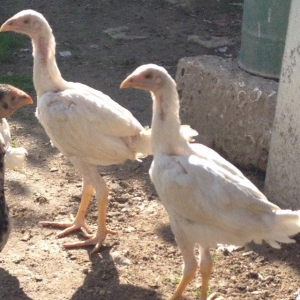 4 ayliq cox doyuwken ag heyrati cuceler satilir ata analari wekilde go