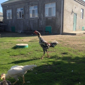 4 ayliq cox doyuwken ag heyrati cuceler satilir ata analari wekilde go