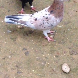 Cavan saglam 15 tuk ebrew maya atasi anasi 16/17 tuk olub ucan cinsdi