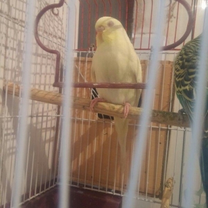 Cut papuqay qefesle bir yerde sari lutino qirmizi gozdu bir defe bala