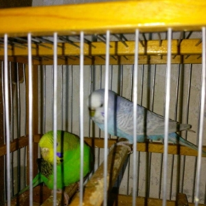 Hazir bala veren cut satiram .erkek mavi spengel ,disi yasil .bir defe