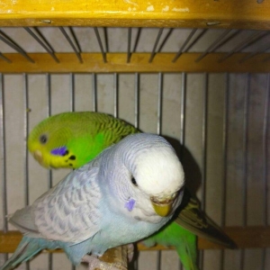 Hazir bala veren cut satiram .erkek mavi spengel ,disi yasil .bir defe