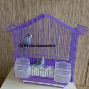 Sekilde gorduyunuz quslardir. Cox saglam ve aktivdir. Tund reng