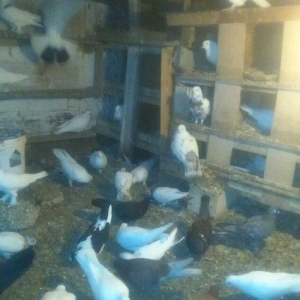 Qus goyerchin tecili satilir. Hamisi bir yerde. Tek tek satilmir. Biri